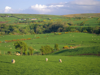 CAP negotiations bring good news for farmers in Limerick – O’ Donovan