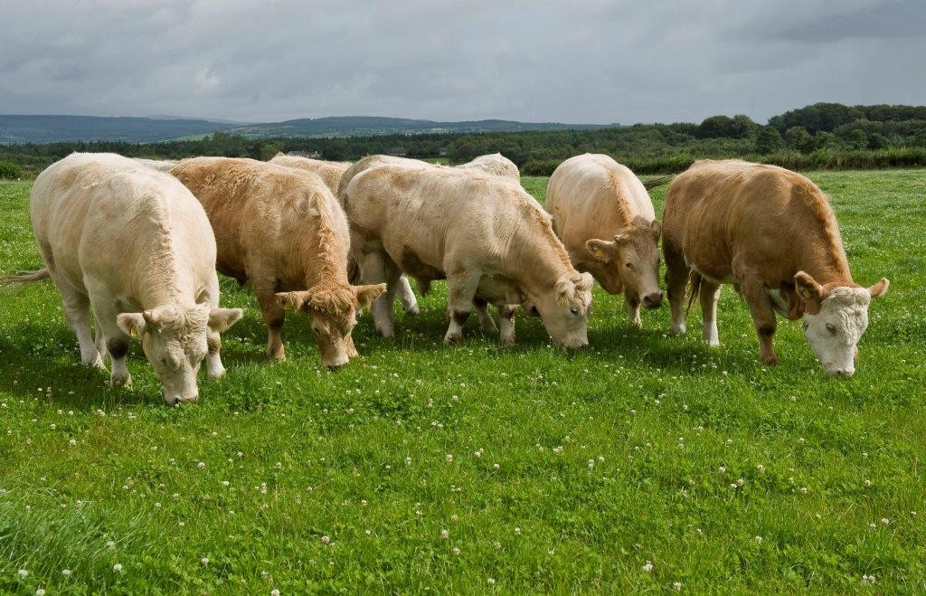Beef farmers in Limerick to benefit from a financial support package in response to Covid-19 – O’Donovan